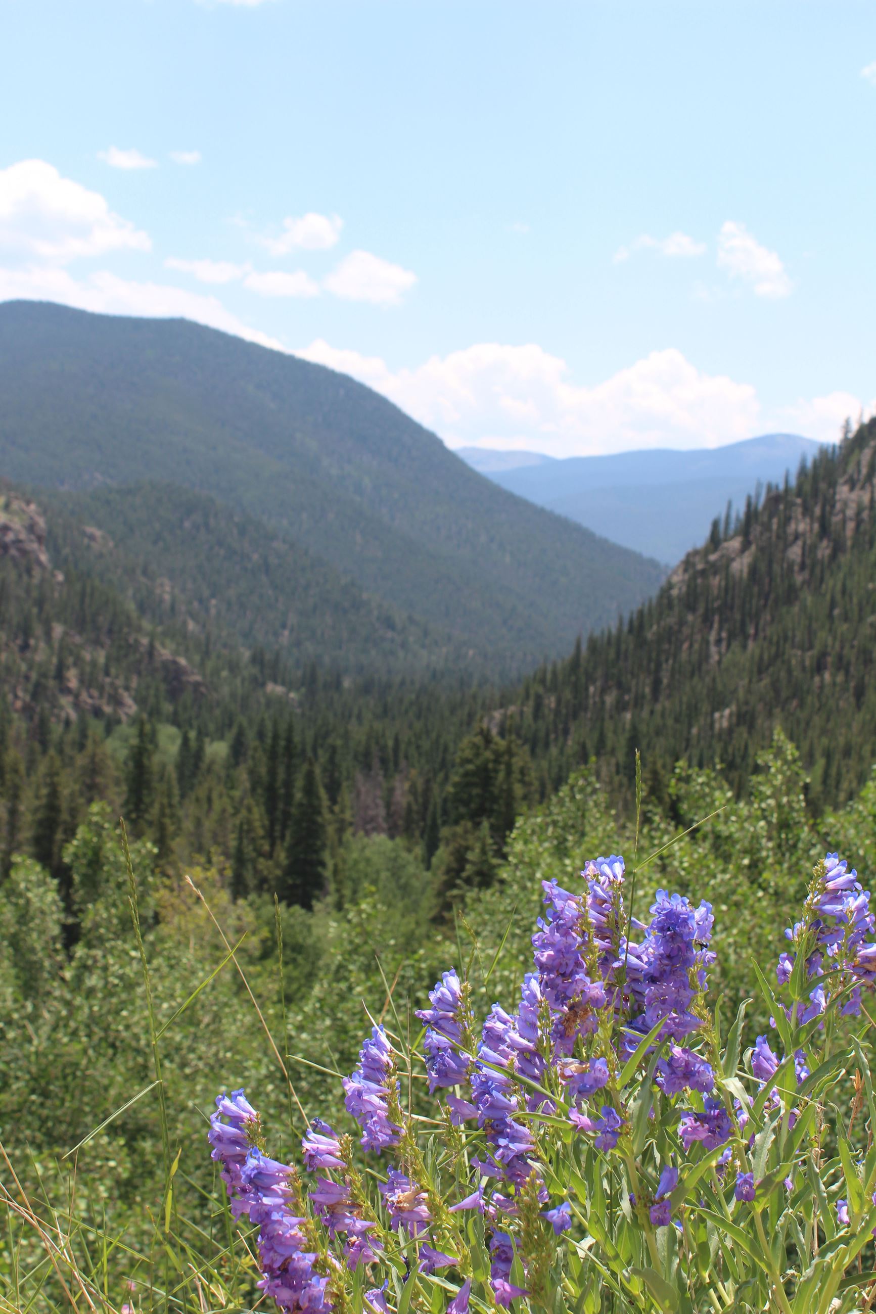 columbine Guanella Pass