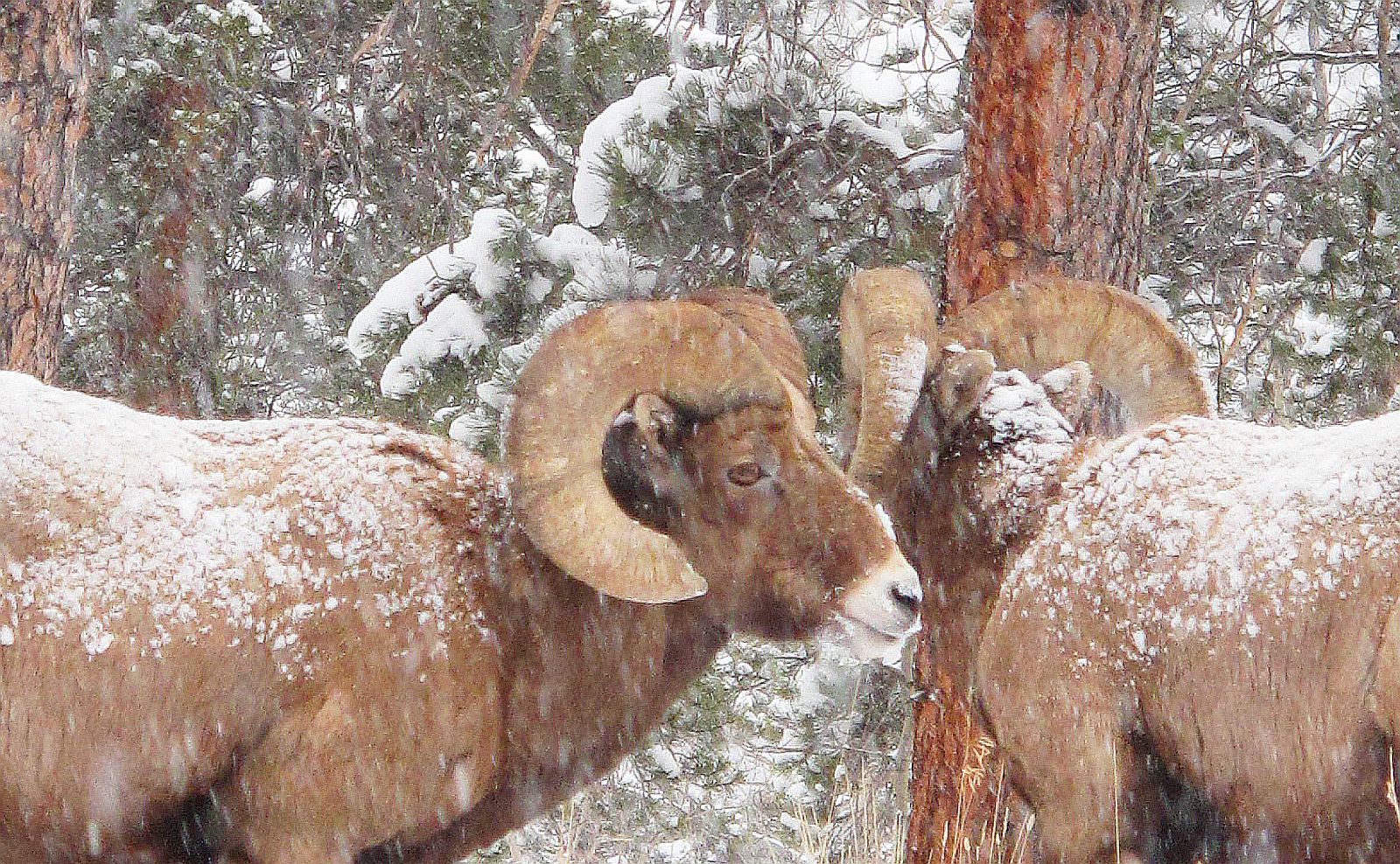 Bighorn Rams